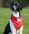 English Pointer