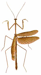 <i>Thesprotia</i> (genus) Genus of praying mantises