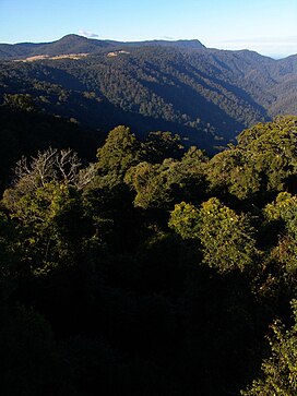 Dorrigo3.JPG