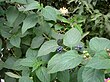 Lantana berries.jpg