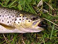 The most common guest of the waters is the Vikevatnet trout.