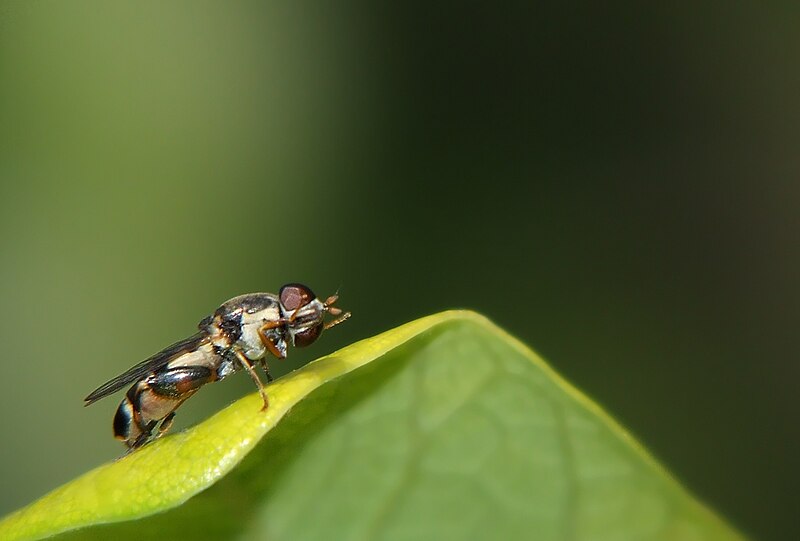 File:Flowerflycleaning.jpg