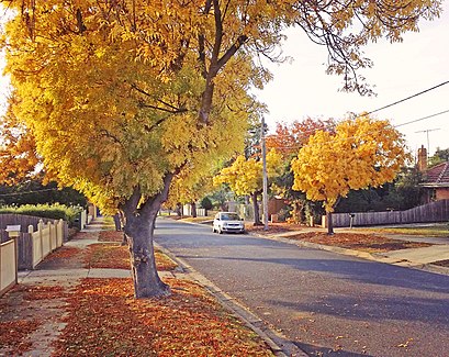 How to get to Hamlyn Heights with public transport- About the place