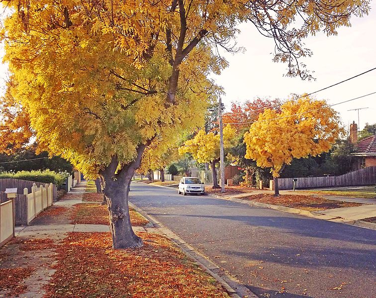 File:Golden ash trees, Langibanool avenue Hamlyn Heights Geelong, Victoria, Australia.jpg