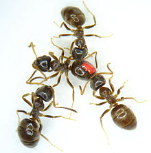 Grooming is a key social immune defence. Here, Lasius neglectus ants groom a pathogen-exposed (red colour mark) ant to remove infectious stages of the fungus Metarhizium from its body surface, thereby reducing its risk of infection. Lasius neglectus grooming.jpg