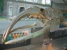 North Atlantic Right Whale #2030 Whale2030.JPG