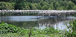 Bird City, Avery Island, Louisiana, c. 2005. Birdcity2.JPG