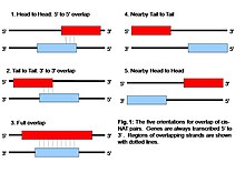 Figure 1: Orientations of cis-NATs within the genome Cis-NAT orientations.jpg