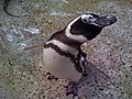 Magellanic Penguin Spheniscus magellanicus