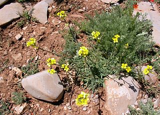 <i>Erysimum nervosum</i> Species of flowering plant