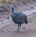 Helmeted Guineafowl