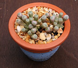 <i>Fenestraria</i> Genus of succulents