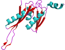 An example of a ribonucleoprotein-motif protein. From PDB entry 1IBM. Ribonucleoprotein motif.png