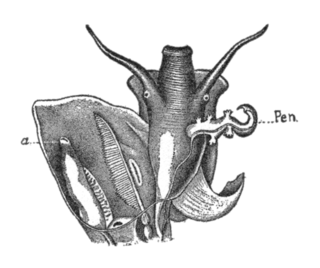 <i>Littoridina</i> Genus of gastropods