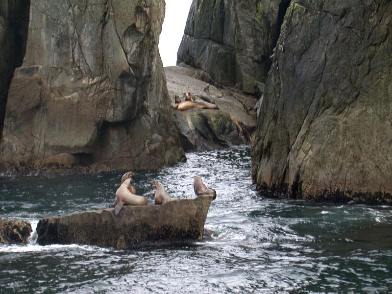 File:Sea Lions at the Chiswell Islands National Wildlife Refuge.jpg