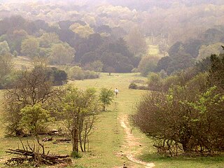 Kingley Vale National Nature Reserve Nature reserve in the United Kingdom