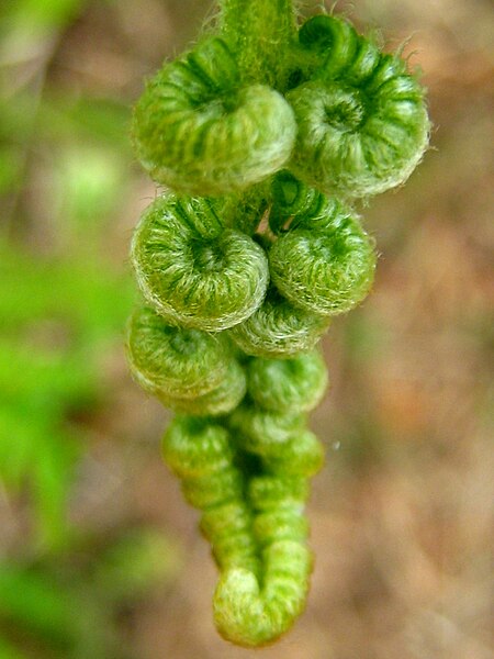 File:Curled bracken fronds.JPG