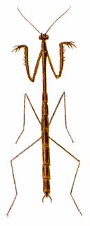 <i>Thesprotia graminis</i> Species of praying mantis