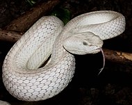 Trimeresurus - Wikipedia