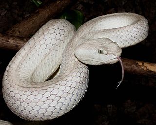 <i>Trimeresurus mcgregori</i> Species of snake
