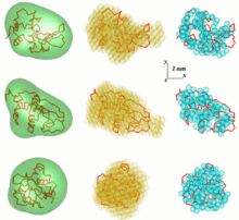 Lysozyme models built by different methods. Left - overall shape reconstructed by SASHA; middle - dummy residue model, built by DAMMIN; DAMMIF; right - chain compatible GASBOR model Models.gif