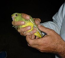 Live night parrot held by ornithologist Steve Murphy Night Parrot capture crop.jpg