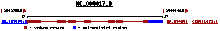 The figure shows human chromosome 17q and the coding region that encodes the NAGS enzyme. It has seven exons and six introns. The exons are shown as red squares. Geneprod.gif