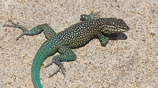 <span class="mw-page-title-main">Isla Santa Catalina side-blotched lizard</span> Species of lizard