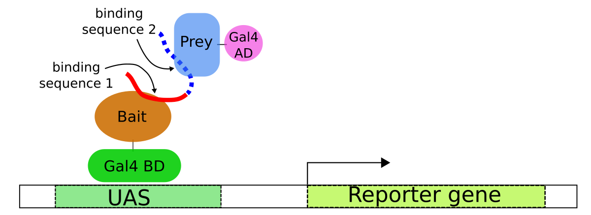 Гибрид анализ. Gus Reporter Gene.