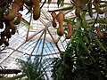 Thumbnail for File:Conservatory of Flowers Dome.jpg