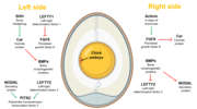 Thumbnail for File:Asymmetrical signalling pathways in chick embryo.png