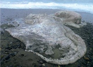 <span class="mw-page-title-main">Chilean blob</span> Whale carcass globster