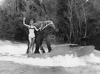 <span class="mw-page-title-main">Queenie (waterskiing elephant)</span>