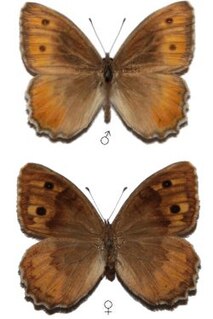 <i>Pseudochazara lydia</i> Species of butterfly