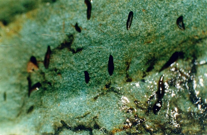 File:Planaria in Karaj River.jpg