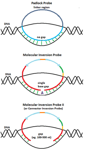 https://upload.wikimedia.org/wikipedia/en/thumb/e/e8/MIP_technique_development_timothy_final.png/300px-MIP_technique_development_timothy_final.png