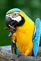 The Blue and Yellow macaw at the Melaka Zoo. Visitors can take photographs at the entrance.