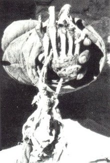 Photo of the Pangboche Hand, taken in 1958 by Peter Byrne PangbocheHand.jpg