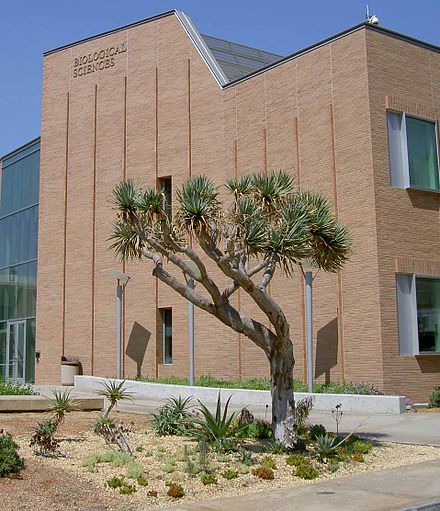 Arid landscaping in front of the Biological Sciences Building on the UCR campus (2007)
