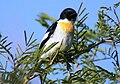 White bellied minivet.jpg