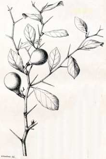 Aeglopsis chevalieri (main image).png