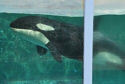 Morgan the Orca (August 2010).jpg