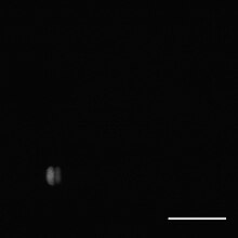 Photobacterium profundum SS9.jpg