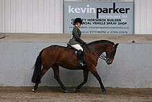 A small hunter horse at a horse show in the UK Show Hunter UK.JPG