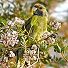 Green Rosella