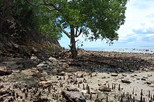 A mangrove can trap sediment with its aerial root structures. MangroveTreeMalaccaMalaysia.JPG