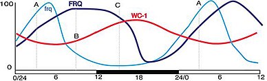 Relative peaks of frq mRNA, FRQ protein and WC-1 protein. Demonstrates how WC-1 activates subsequent transcription of frq. Frq, FRQ and WC1 peaks.jpg