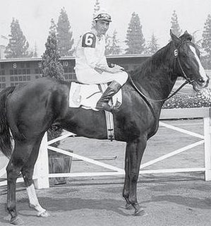 Miss Meyers Quarter Horse champion race mare