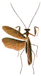 <i>Bantia michaelisi</i> Species of praying mantis