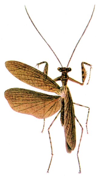 <i>Bantia michaelisi</i> Species of praying mantis